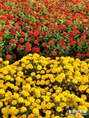 【歡度十一】+賞花