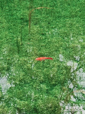 【Note8】云南麗江。春水。