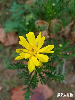 【愛在深秋】+深秋隨見