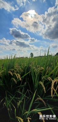 風(fēng)吹稻花遍地香