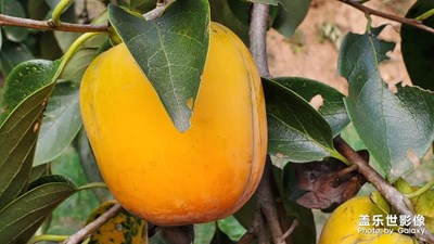 【愛在深秋】秋收