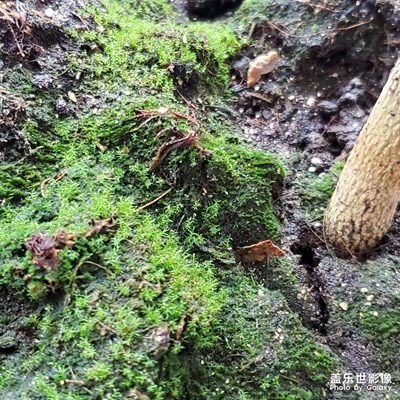 青苔