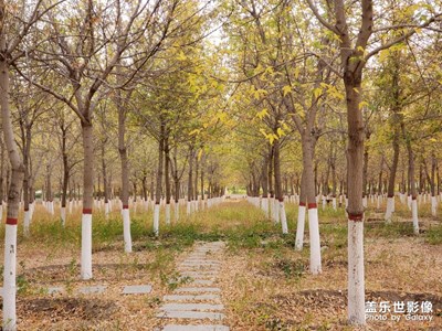 【愛(ài)在深秋】+秋葉片片