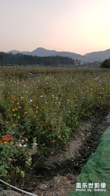 【瑰麗時(shí)分】+夕陽下玩耍的小朋友