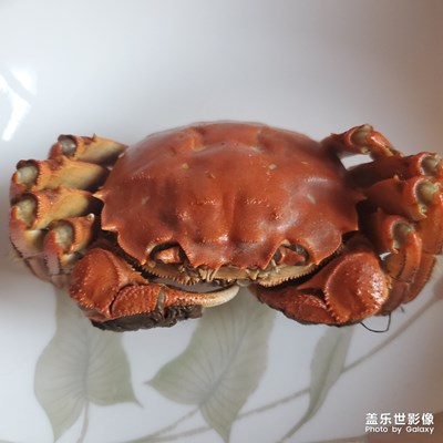 大閘蟹