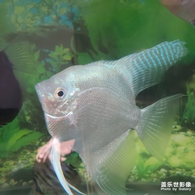 熱帶魚
