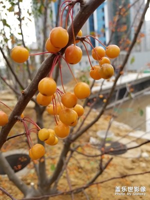 這個(gè)東西叫什么