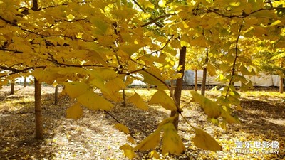 又到銀杏葉黃時