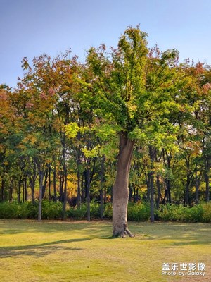 公園秋色