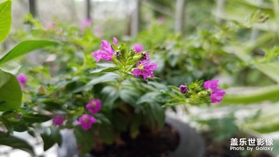 陽臺上的花開了
