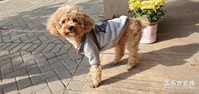 小狗過(guò)冬穿衣服了????????????