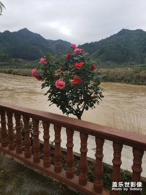 有人知道這花嗎