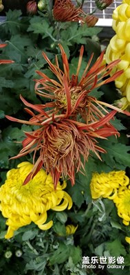 山東省青島市中山公園-菊韻青島