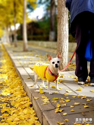 【晚秋光影】+落葉歸根