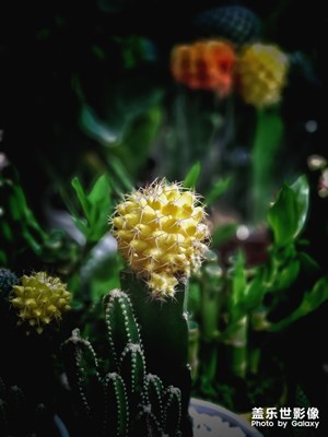 夜拍——夜市攤位鮮花小工藝品