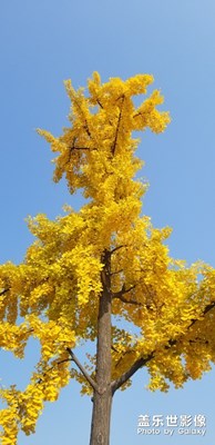 大雁塔下，銀杏迎深秋！