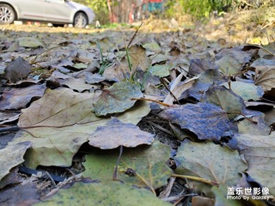 【晚秋光影】+秋之末