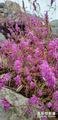 花??