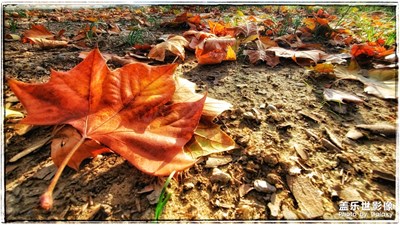 【晚秋光影】+廠內(nèi)秋色