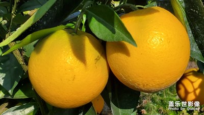 贛南臍橙正當(dāng)時