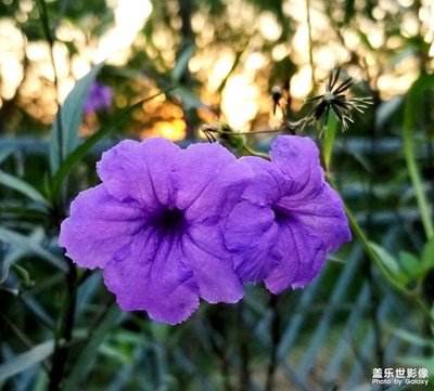 【晚秋光影】+賞秋