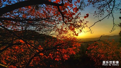 紅葉+夕陽=美