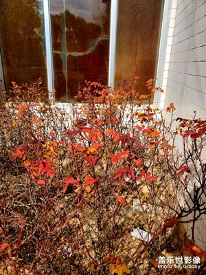 宿舍樓下的紅葉