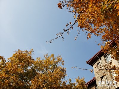 隨手拍-初冬的校園