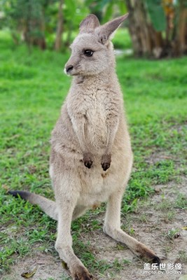 一組《小動(dòng)物》