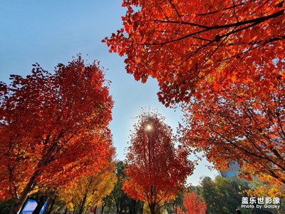 【享拍一刻】+ 楓葉紅了