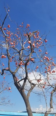 初冬下的柿子樹