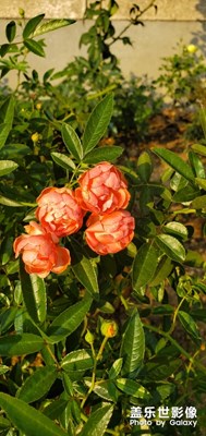 11.25云臺公園游記，一個人也可以很自在