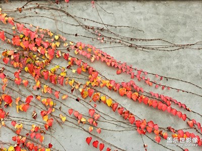 【享拍一刻】+秋意濃