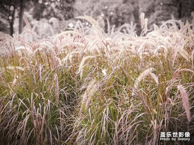 沒想到隨拍竟然這么美，歡迎指教…