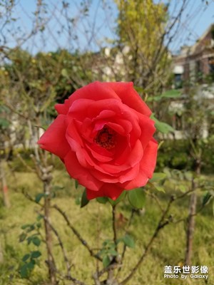 【享拍一刻】+盛開的鮮花