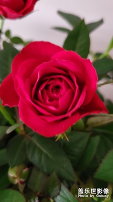 【享拍一刻】+ 花