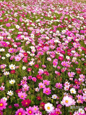 騎上我心愛的小摩托，永遠(yuǎn)都不會堵車。美景隨拍圖集