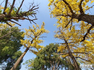 【初冬印象】+Note10鏡頭下的初冬