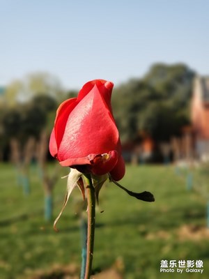 花開能有幾日紅?