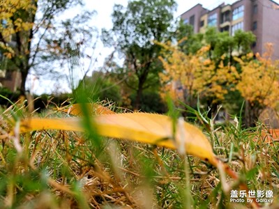 櫻花樹下的落葉