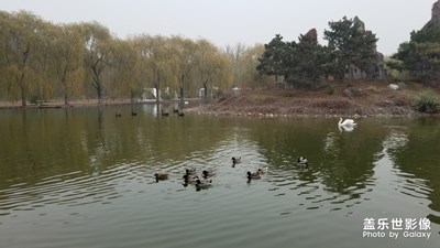 【2019最美瞬間】+北京野生動(dòng)物園游覽
