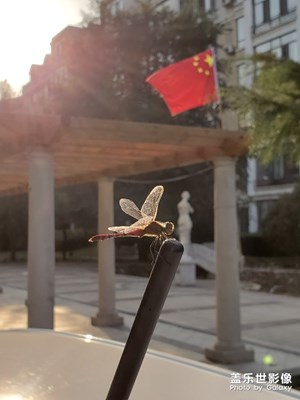 【2019最美瞬間】小區(qū)里的國(guó)慶氛圍