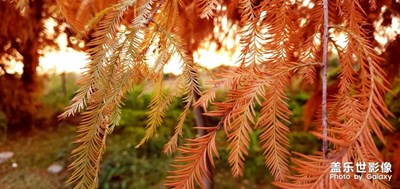 【2019最美瞬間】＋漫步葉榭