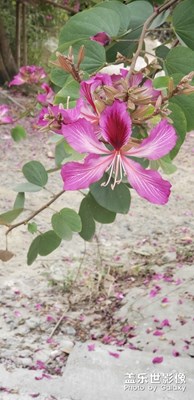 【色彩】+萬(wàn)紫千紅