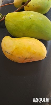 【2019最美瞬間】+芒果