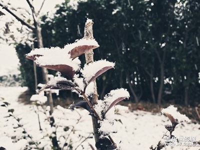 【2019最美瞬間】京城的雪