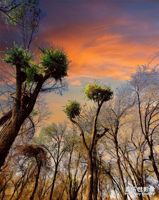 光影之 Galaxy Note10+