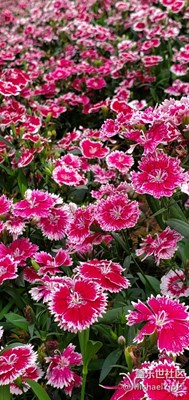 今天搶不到東西，發(fā)點照片給大家看看吧，