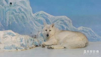 【雙旦驚喜】+撒歡兒