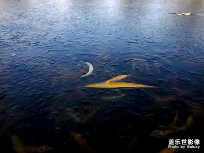 【2019最美瞬間】臘月